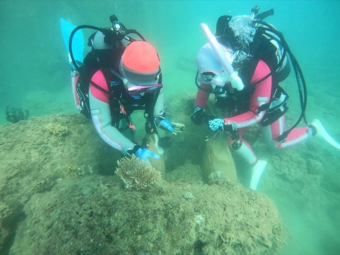 サンゴの近くでポーチを使い、海底のごみを回収している2人のダイバー