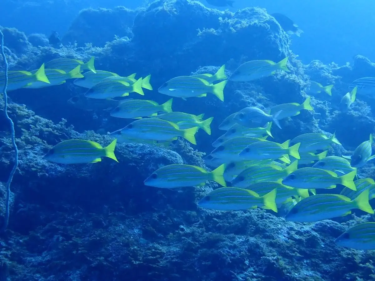 岩礁のうえを群れで泳ぐ魚たち。潜って撮影した海の中の様子